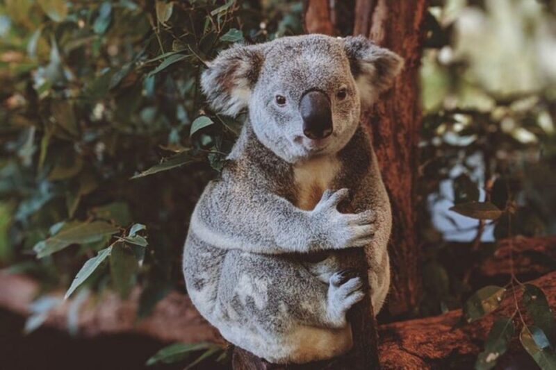 Private BlueMountains, ScenicWorld & AustralianWildlife Tour - Experience the Blue Mountains and Australian Wildlife in Style and Comfort