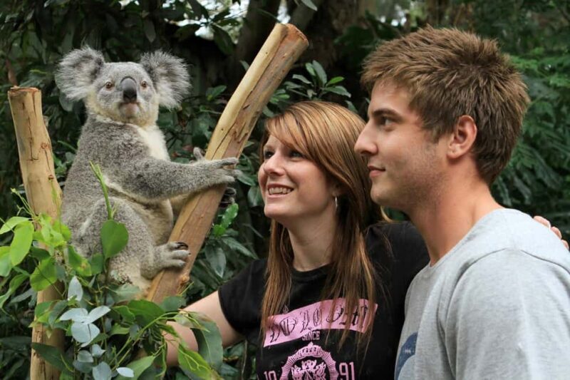 Private BlueMountains, ScenicWorld & AustralianWildlife Tour - Key Points