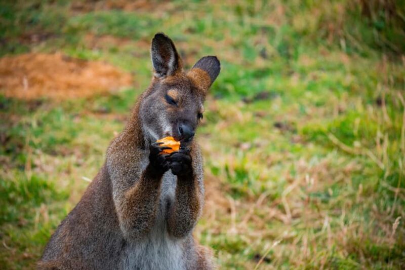 Private BlueMountains, ScenicWorld & AustralianWildlife Tour - What We Loved About This Tour
