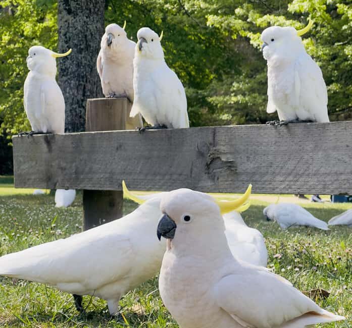 Private BlueMountains, ScenicWorld & AustralianWildlife Tour - Who Is This Tour Best For?