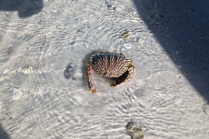 Private Boat Day Tour In Sarasota - Final Thoughts: Who Will Love This Experience?