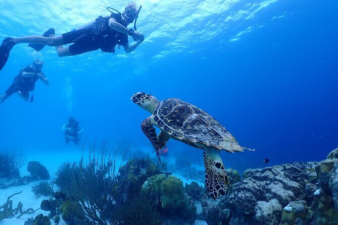 private Boat Dive charter with local guide and all Equipment - Exploring Bonaire’s Underwater World with a Private Guide