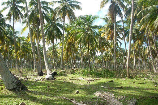 Private Boat Nature Tour of Limón Beach and Lagoon - Who Is This Tour Best Suited For?