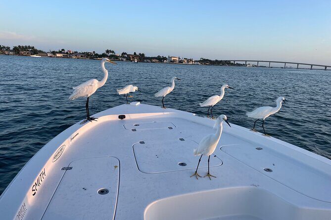 Private boat offering dolphin watching, island excursions and nature tours - An In-Depth Look at the Private Gulf Coast Adventure