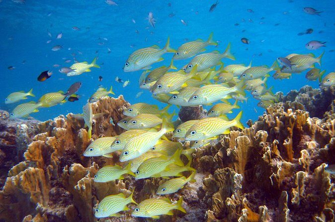 Private Boat Snorkel tour to Klein Bonaire - Final Thoughts