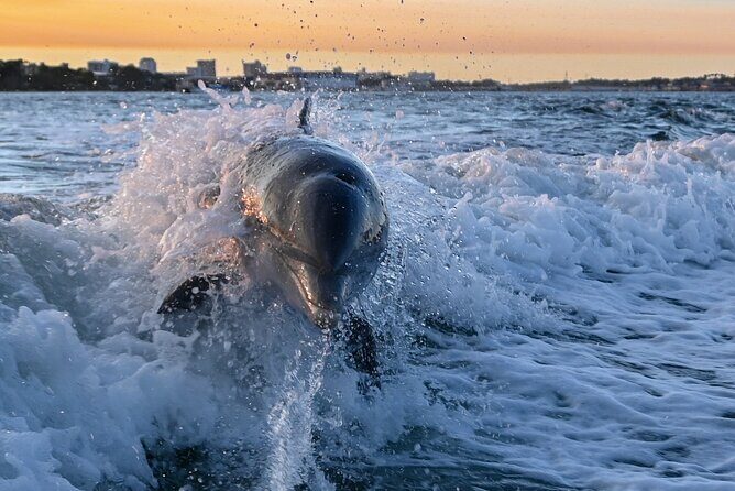 Private Boat Tour Dolphins Sunsets Shell Island and Snorkeling - Discover Panama City Beach’s Marine Wonders on a Private Boat Tour