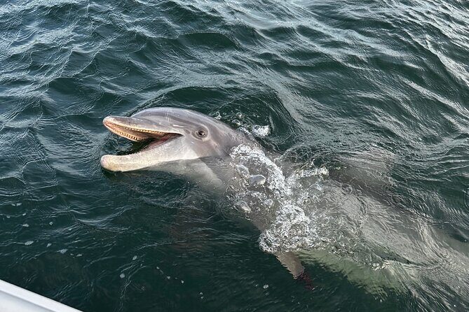 Private Boat Tour Dolphins Sunsets Shell Island and Snorkeling - FAQ