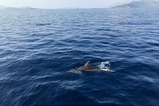 Private Boat Tour from La Spezia to Portovenere and Palmaria Islands Tino Tinetto - FAQs