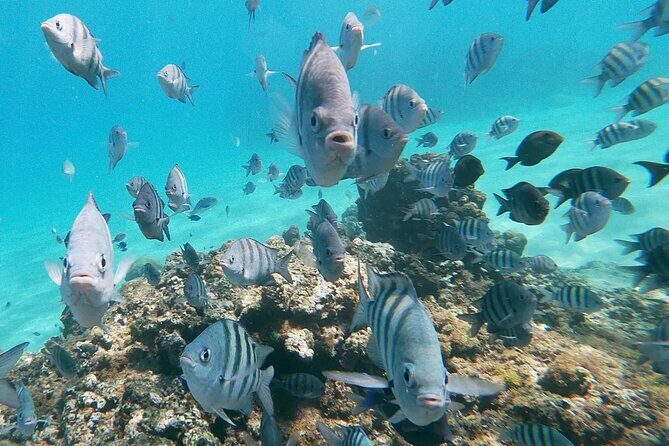 Private boat tour from Taino Bay and Amber Cove Passengers - Discover the Private Boat Tour from Taino Bay and Amber Cove