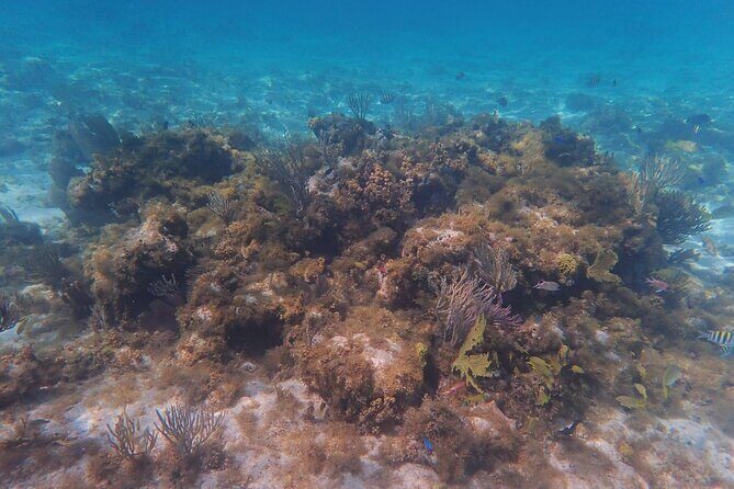 Private Boat Tour in Cayman Islands - Key Points