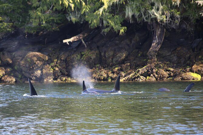 Private Boat Tour of Misty Fjords from Ketchikan - A Detailed Look at the Misty Fjords Private Boat Tour