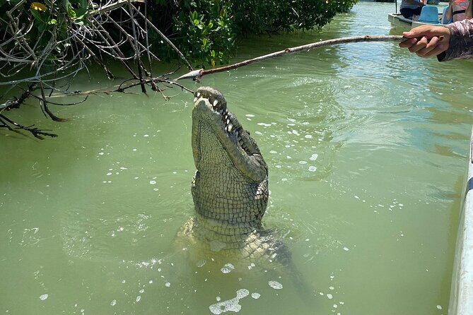 Private Boat Tour of Rio Lagartos - Key Points
