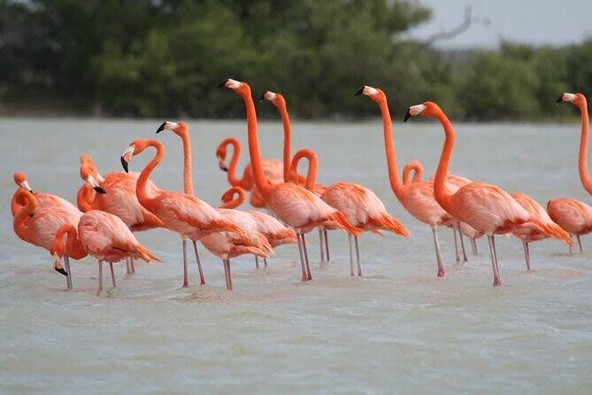 Private Boat Tour of Rio Lagartos - FAQs About the Rio Lagartos Private Boat Tour