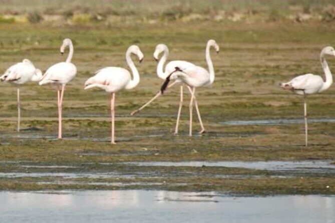 Private Boat Tour to Murano, Burano and Torcello - Who Should Consider This Tour?