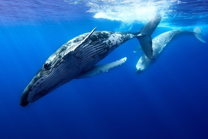 Private boat tour to swim with whales and sharks - Exploring Moorea’s Marine Life with a Private Boat Tour