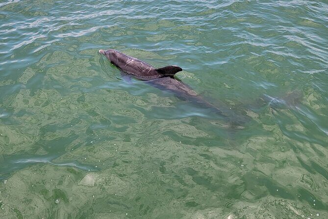 Private Boat Tour up to 12 People Fort Myers Beach and Sanibel - Exploring the Experience in Detail
