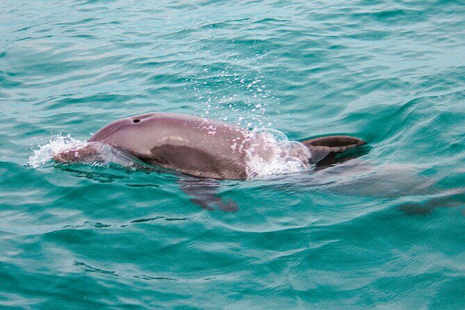 Private Boat Tour with Dolphin Spotting and Snorkelling from Phuket - A Detailed Look at the Tour Experience