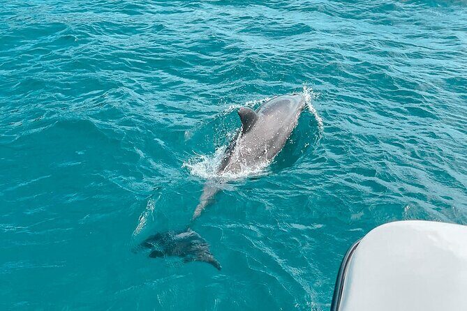 Private Boat Tour with Dolphin Spotting and Snorkelling from Phuket - Who Should Consider This Tour?
