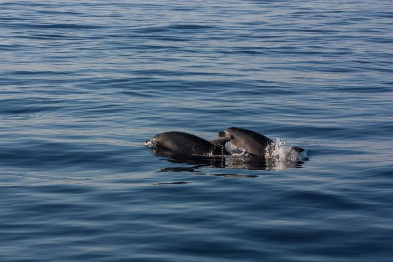 Private Boat tour with snorkeling, Hot Springs & Caldera - Who Should Consider This Tour?