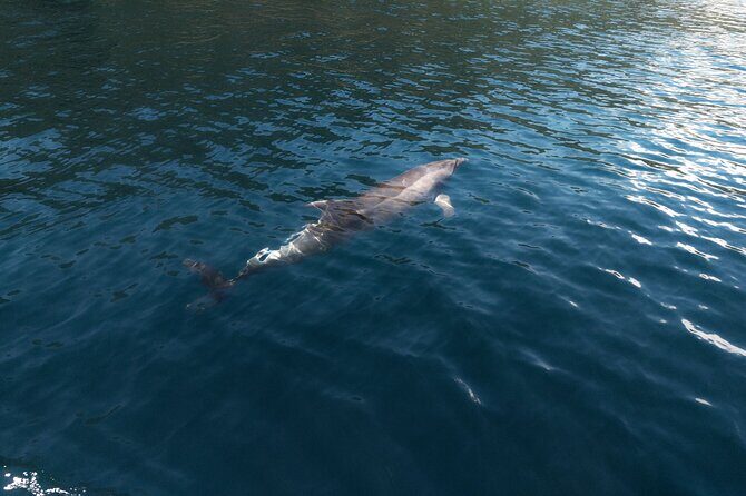 Private Boat Tours Dubrovnik Beach stops and Blue Cave tour - Frequently Asked Questions