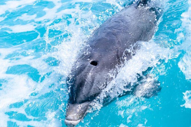 Private Boat Tours to outer islands, snacks drinks- snorkel- cruise! - The Sum Up