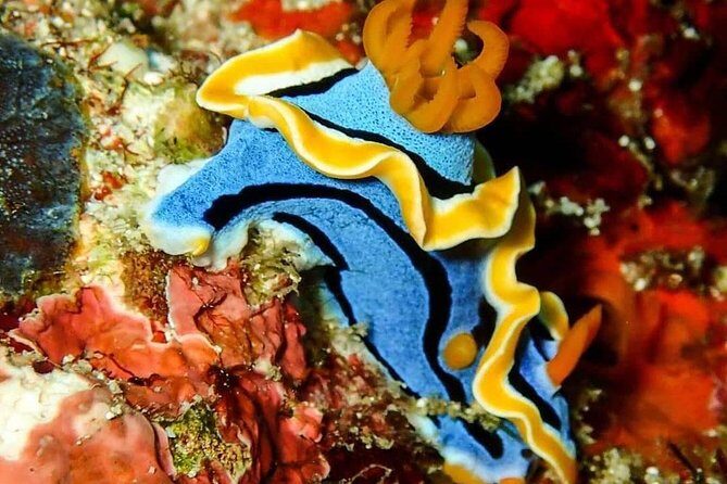 Private boat trip Komodo 2 or more person for 3 days 2 nights, Kelor, Rinca... - Frequently Asked Questions