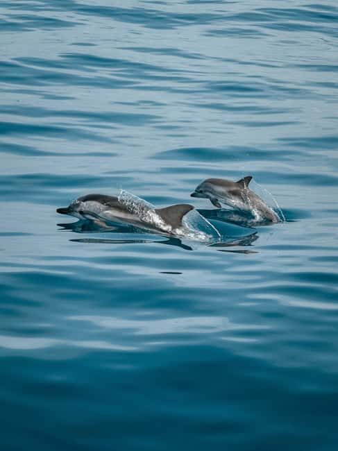 Private boat trips in Porec: dolphin watching, panoramic tour - Key Points