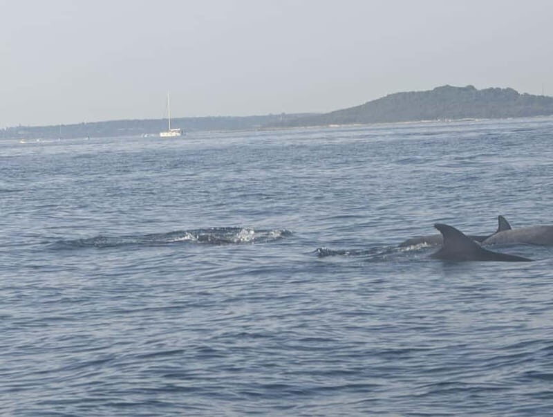 Private boat trips in Porec: dolphin watching, panoramic tour - The Sum Up