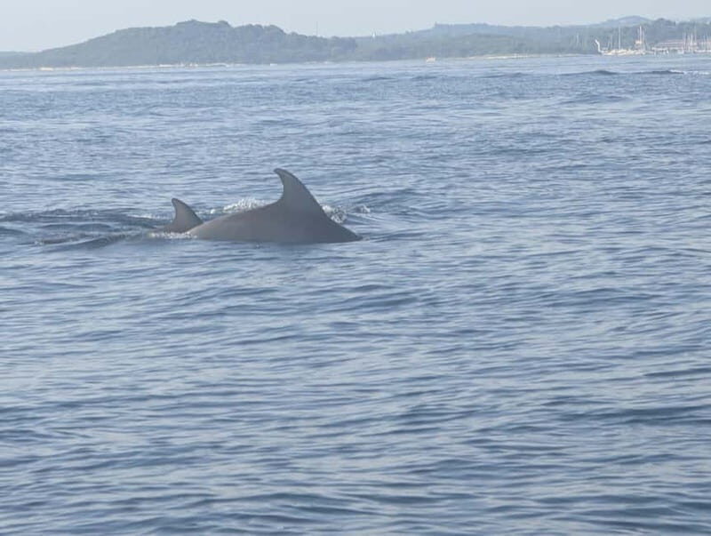 Private boat trips in Porec: dolphin watching, panoramic tour - FAQ