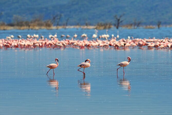 Private Bonaire Island Tour in English with a Bonaire Local - Exploring Bonaire: A Genuine Look at the Islands Highlights