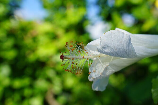 Private Botanical Garden Experience in the Heart of Maui - Final Thoughts