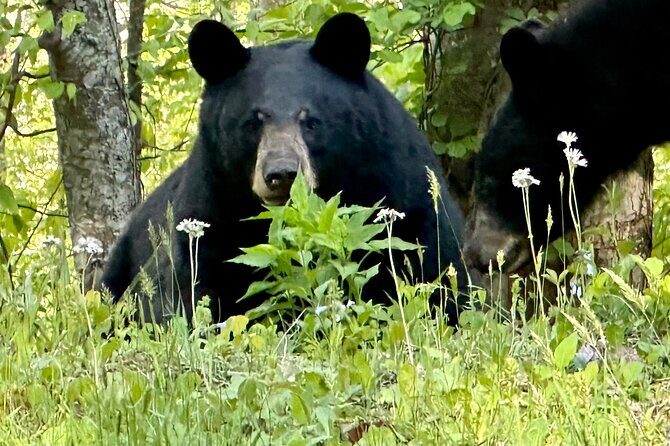 Private Boutique Blue Ridge Parkway Full Day Tour - Key Points