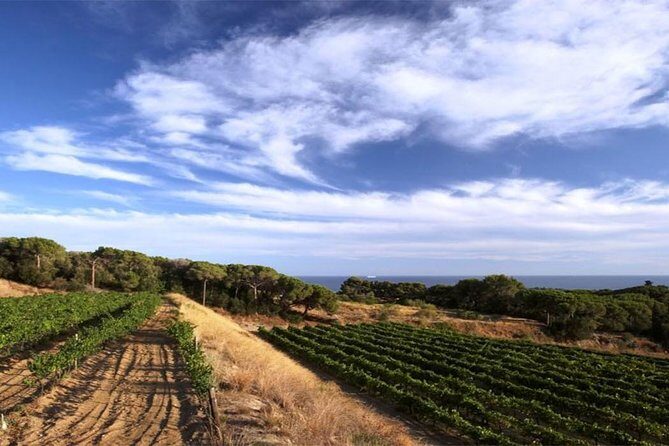 Private Breakfast Winery Experience - Private Wine Tasting Tour - A Delightful Start: Private Breakfast and Wine Tasting Near Barcelona