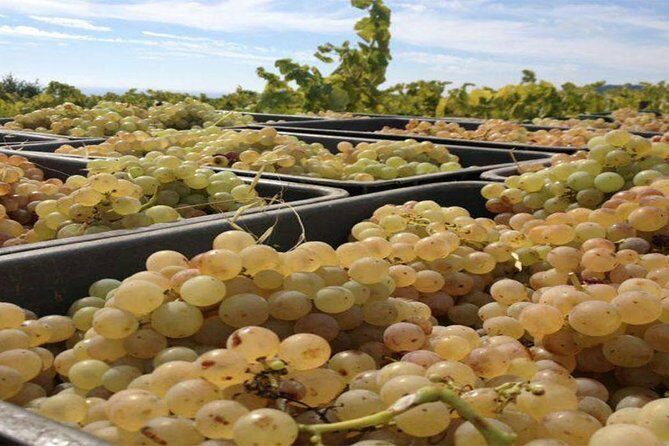 Private Breakfast Winery Experience - Private Wine Tasting Tour - Who Should Book This Tour?