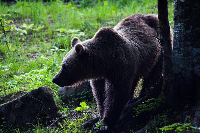 Private Brown Bear Watching Experience near Odorheiu Secuiesc - Private Brown Bear Watching Experience near Odorheiu Secuiesc