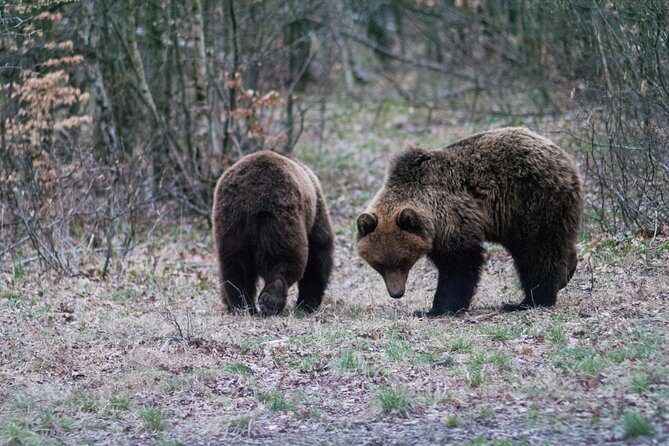 Private Brown Bear Watching Experience near Odorheiu Secuiesc - Authenticity and Conservation: Why It Matters
