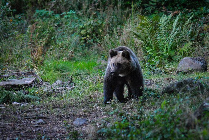 Private Brown Bear Watching Experience near Odorheiu Secuiesc - Authentic Reviews from Participants
