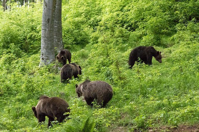 Private Brown Bear Watching Experience near Odorheiu Secuiesc - Who Should Consider This Tour?