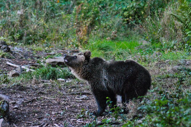 Private Brown Bear Watching Experience near Odorheiu Secuiesc - The Sum Up: Who Will Love This Experience?