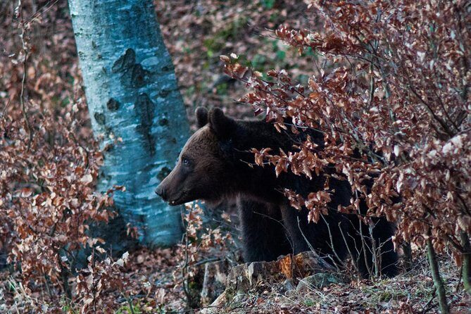 Private Brown Bear Watching Experience near Odorheiu Secuiesc - FAQ