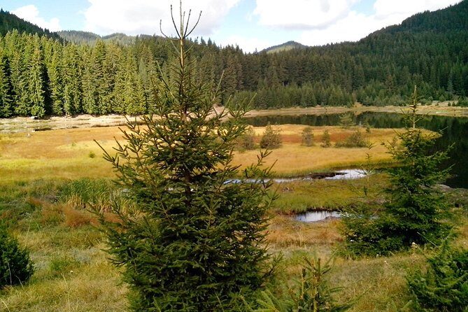 Private Buggy Experience All Seasons in Pamporovo - Practical Details and Planning Tips