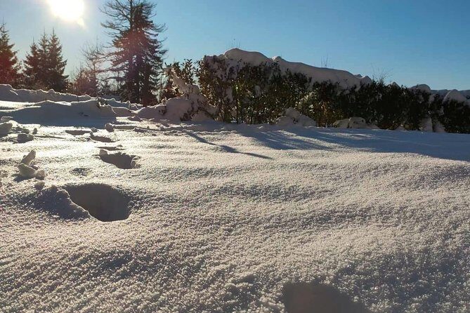 Private Buggy Experience All Seasons in Pamporovo - The Sum Up