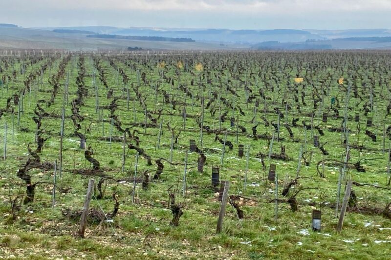 Private Burgundy 4 Domains 20 Chablis Wines Caves from Paris - Frequently Asked Questions