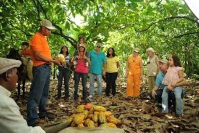 Private: Cacao Plantation Tour with Lunch & Tasting - What’s the Practical Value?