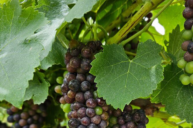 Private Canberra Winery Tour with lunch - Exploring Canberra’s Boutique Wineries