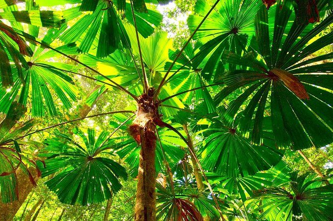 Private Cape Tribulation & Mossman Gorge Day Tour - The Sum Up