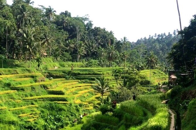 Private Car Charter in Bali with an English speaking Driver - Exploring Bali in Comfort and Style
