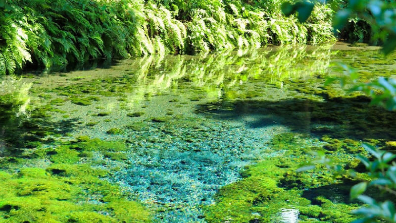 Private car tour from Kumamoto to Takachiho (Aso) and surrounding areas | Takachiho Gorge | Amanoiwato Shrine | Takachiho Shrine | Takachiho Trolley Train | Mount Aso | Kusasenri | Kamishikimi Kumanoimasu Shrine, etc. - Driver service and the small details that matter
