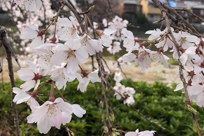 Private car tour in Kyoto (up to 4) - Why This Tour Offers Great Value