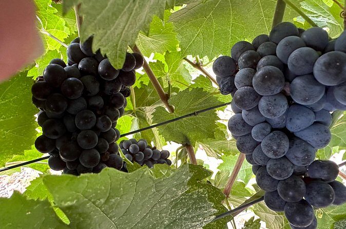 Private car tour in Sedona and Verde Valley experience - FAQ